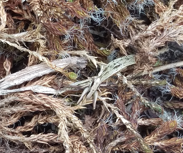 Pholidoptera fallax - galléros avarszöcske