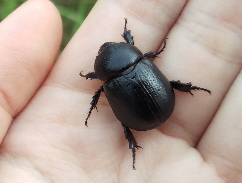 Pentodon idiota - butabogár