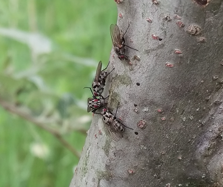 Anthomyia procellaris