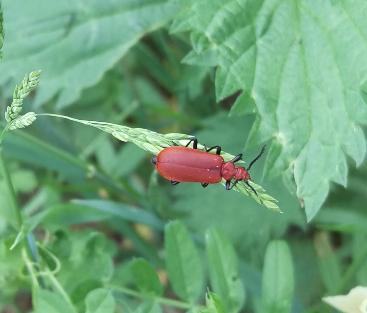 Pyrochroa serraticornis - közép-bíborbogár