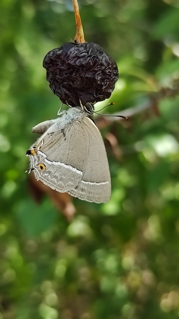 Neozephyrus quercus - tölgyfalepke