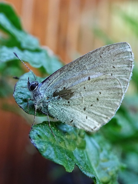 Celastrina argiolus - bengeboglárka