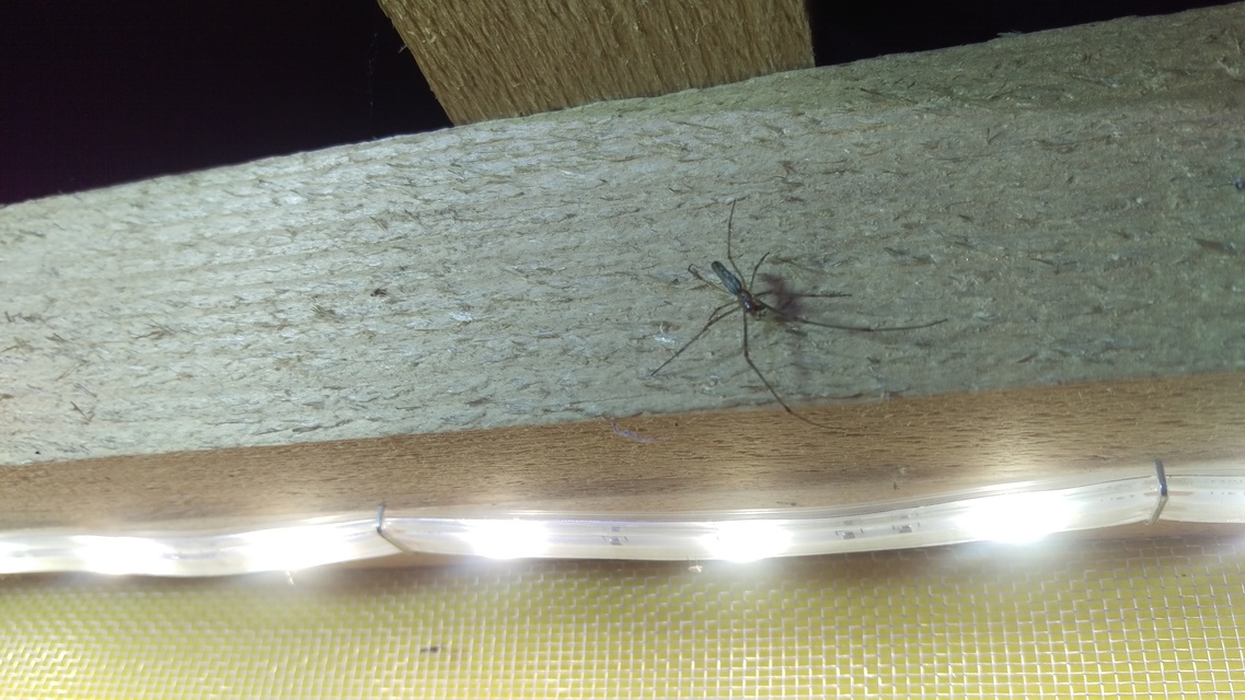 Tetragnatha