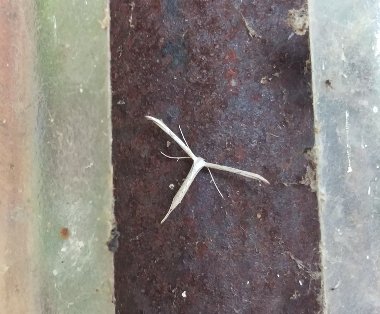 Emmelina monodactyla/argoteles