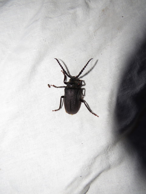 Prionus coriarius - csőszcincér