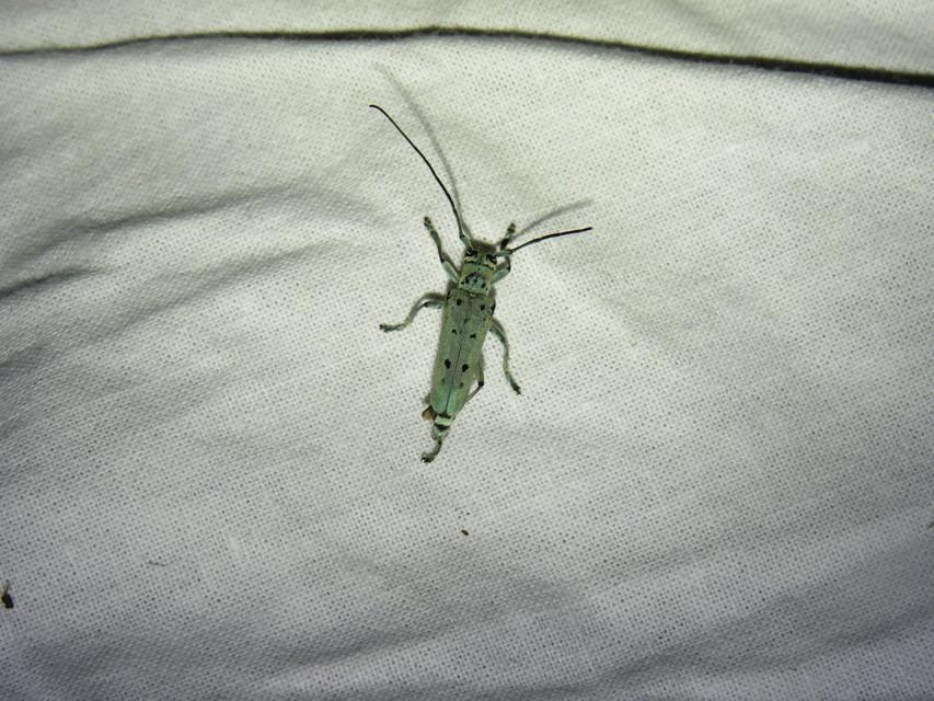 Saperda octopunctata - nyolcpontos cincér