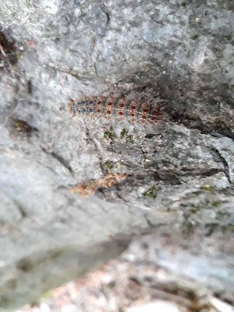 Lymantria dispar - gyapjaslepke