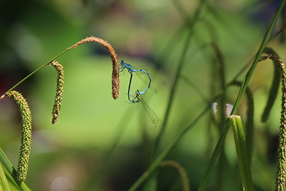 Coenagrion puella - azúrkék légivadász Coenagrion puella - azúrkék légivadász