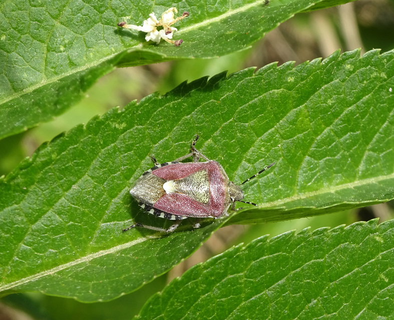 Dolycoris baccarum - közönséges bogyómászó-poloska