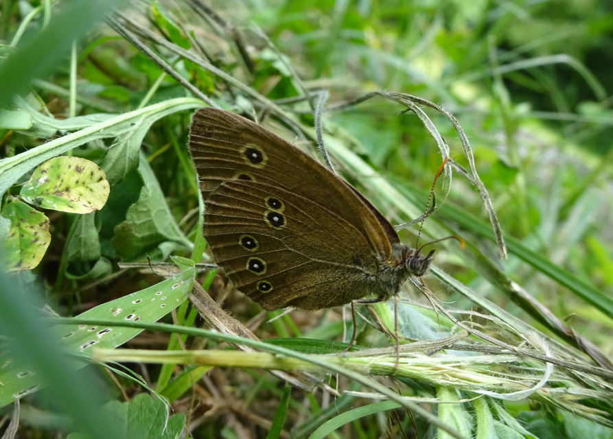 Aphantopus hyperanthus - közönséges ökörszemlepke
