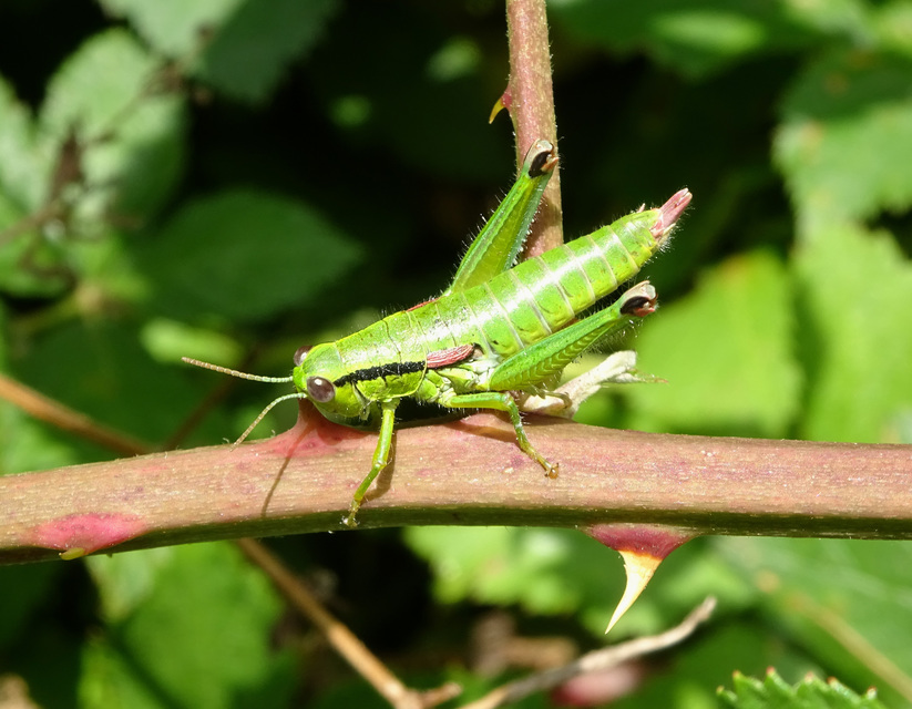 Odontopodisma decipiens - déli hegyisáska