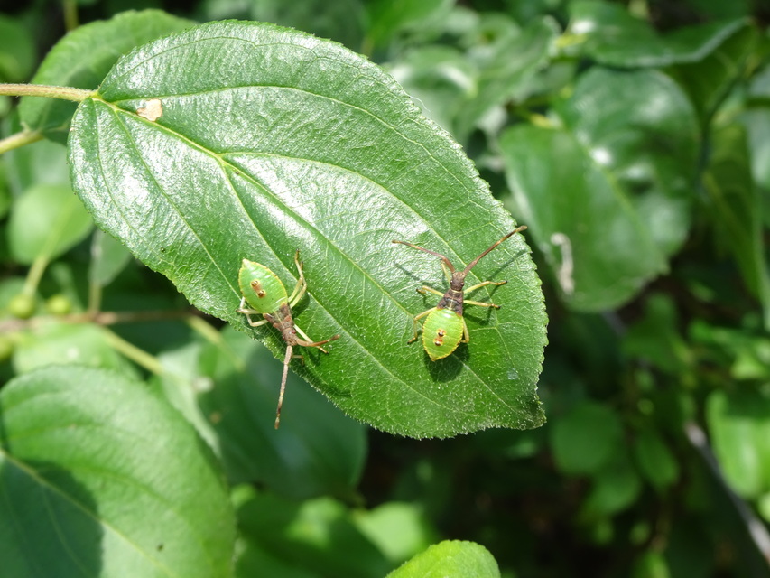 Gonocerus acuteangulatus - aranypetés karimáspoloska