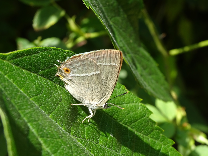 Neozephyrus quercus - tölgyfalepke