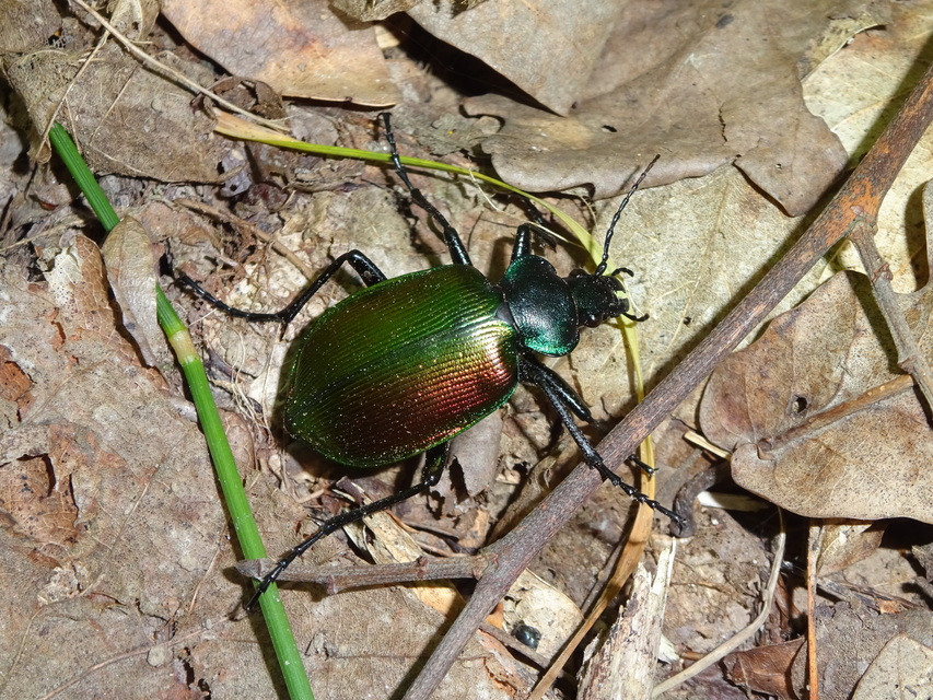 Calosoma sycophanta - aranyos bábrabló