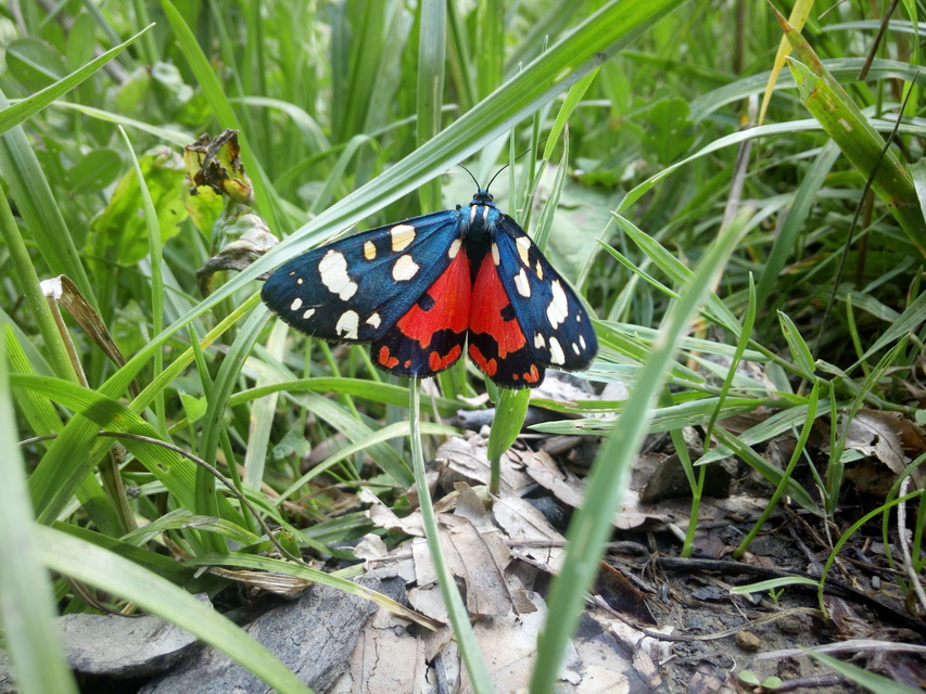 Callimorpha dominula - fémes medvelepke