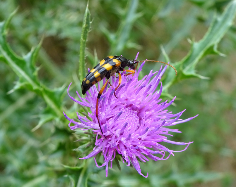 Strangalia attenuata - nyurgacincér