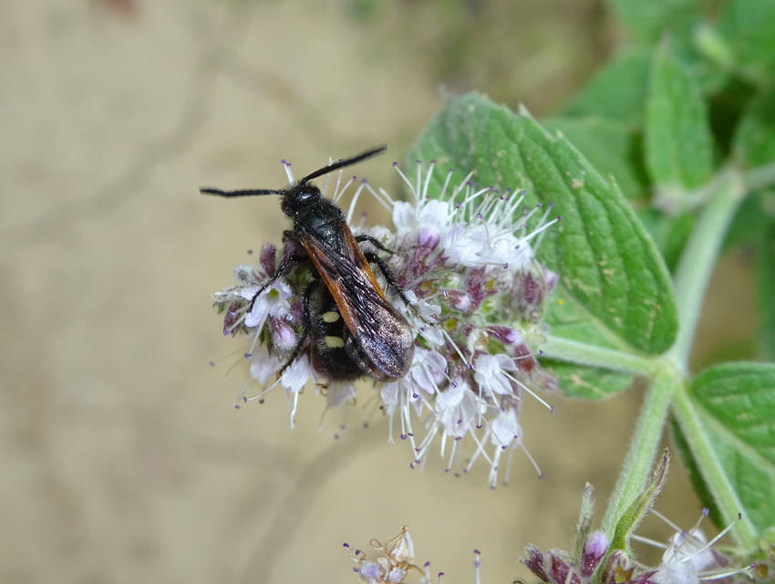 Scolia sexmaculata - négyfoltos tőrösdarázs