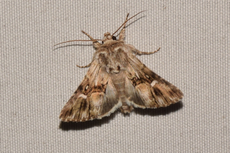 Calophasia lunula - gyújtoványfű-apróbagoly