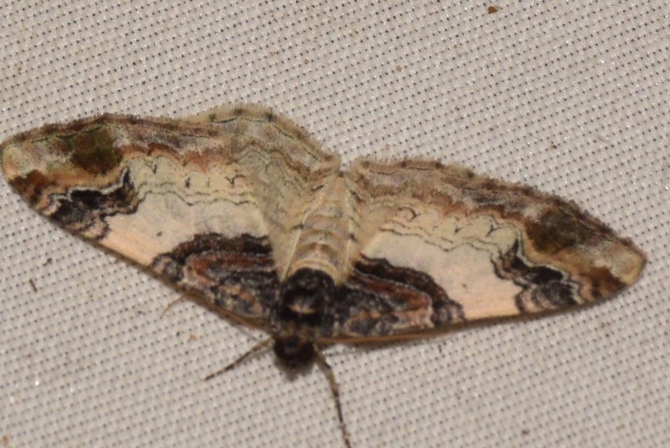 Catarhoe cuculata - csuklyás tarkaaraszoló