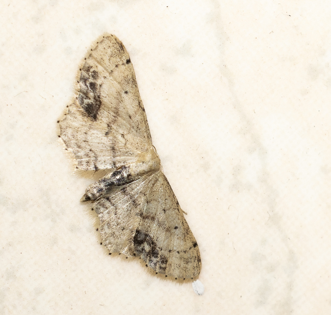 Idaea dimidiata - gyakori apróaraszoló
