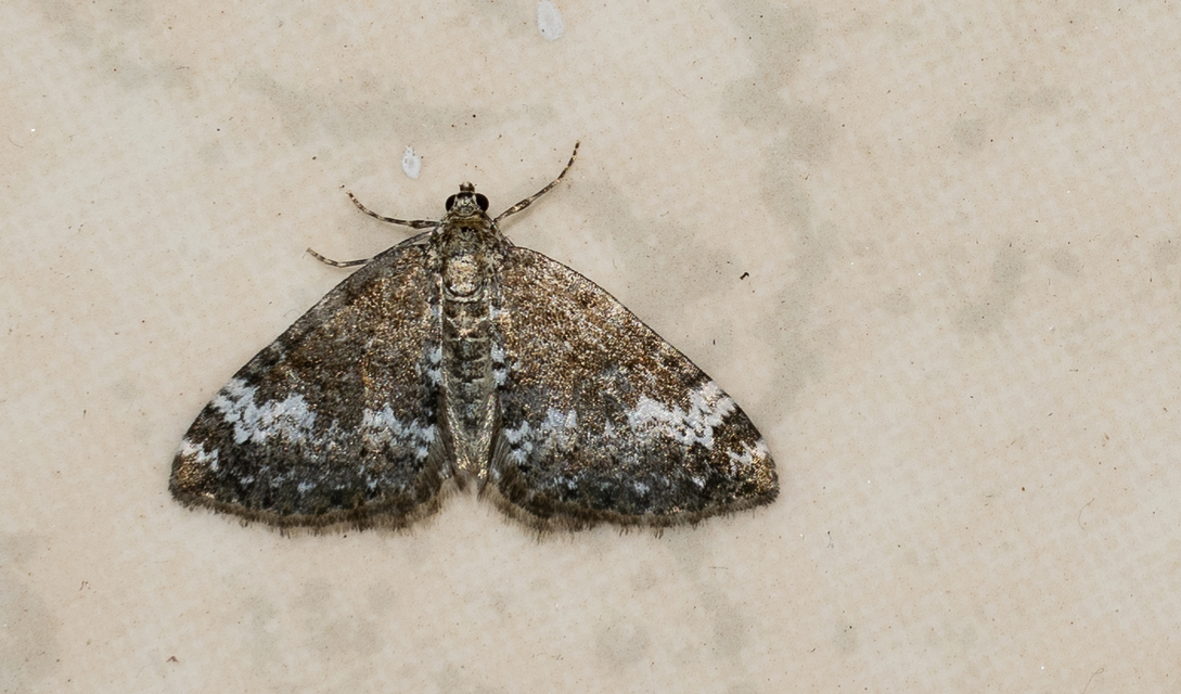 Perizoma alchemillata - árvacsalán-araszoló