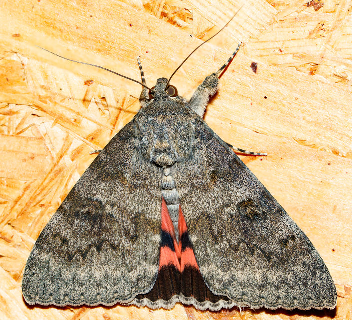 Catocala elocata - közönséges övesbagoly