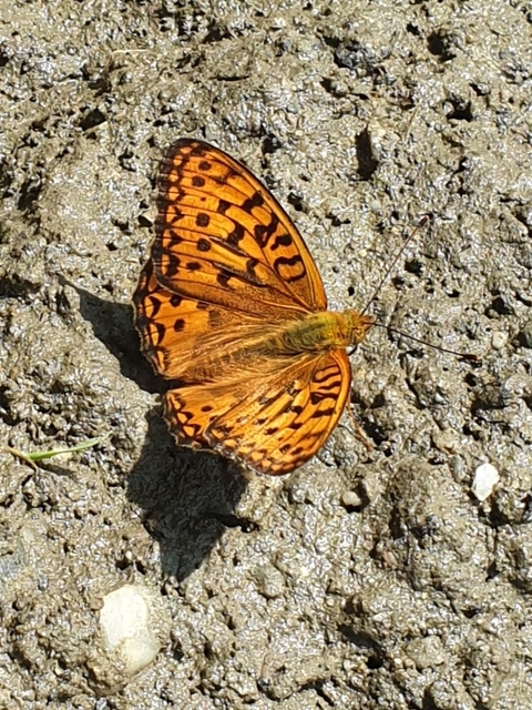 Argynnis adippe - ezüstös gyöngyházlepke