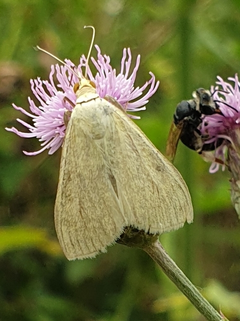 Sitochroa palealis - kénszárnyú dudvamoly