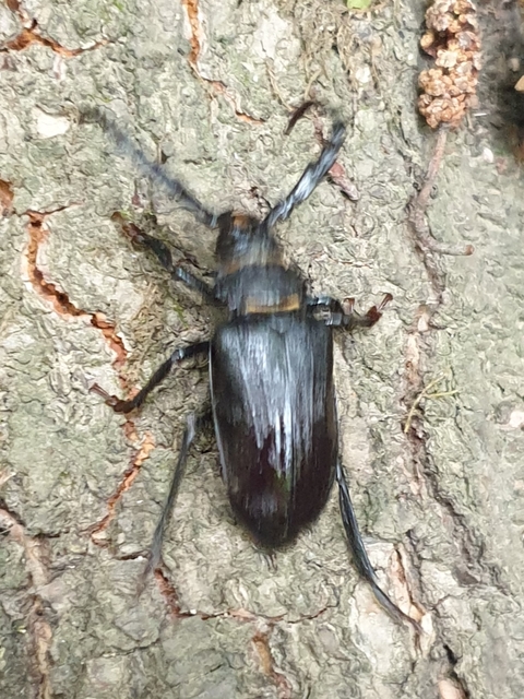 Prionus coriarius - csőszcincér
