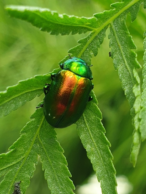 Chrysolina graminis - zöld varádicslevelész