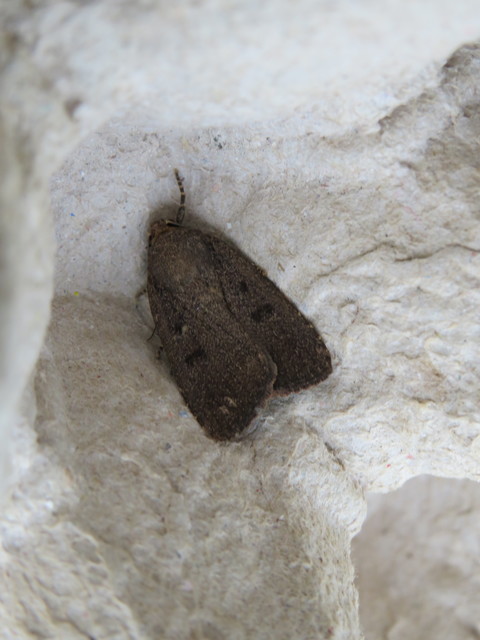Amphipyra tragopoginis - bakszakállbagoly