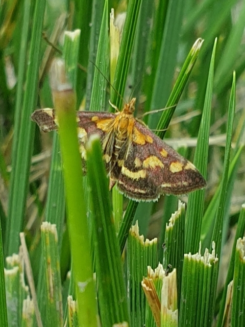 Pyrausta purpuralis - közönséges bíbormoly