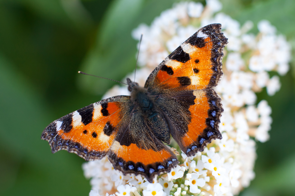 Nymphalis urticae - kis rókalepke