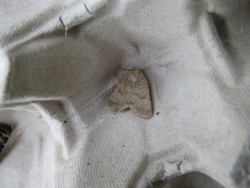 Hoplodrina respersa - bogáncs-selymesbagoly