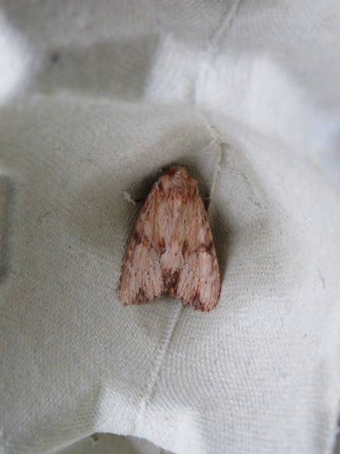 Apamea sublustris - sárgás dudvabagoly