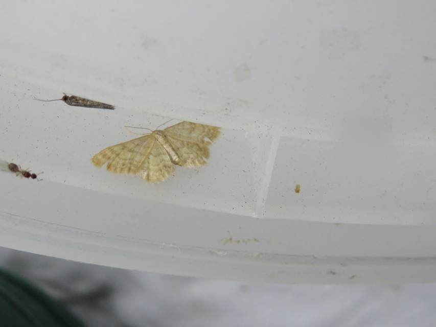 Idaea dilutaria - napvirág-apróaraszoló