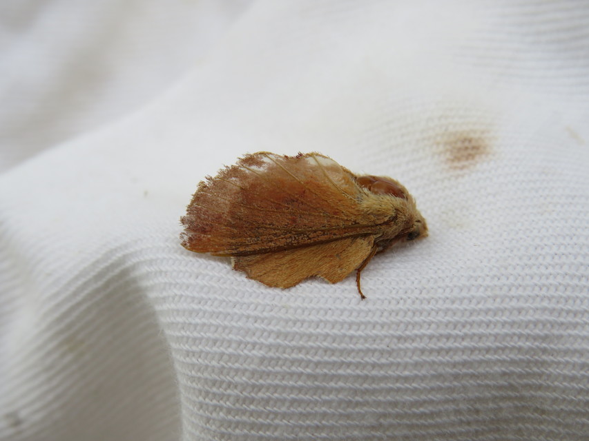 Phyllodesma tremulifolia - nyárlevélpohók