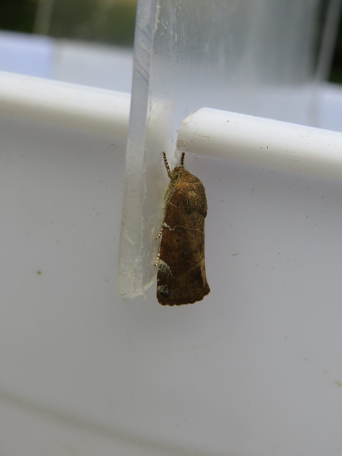 Cosmia affinis - barna lombbagoly