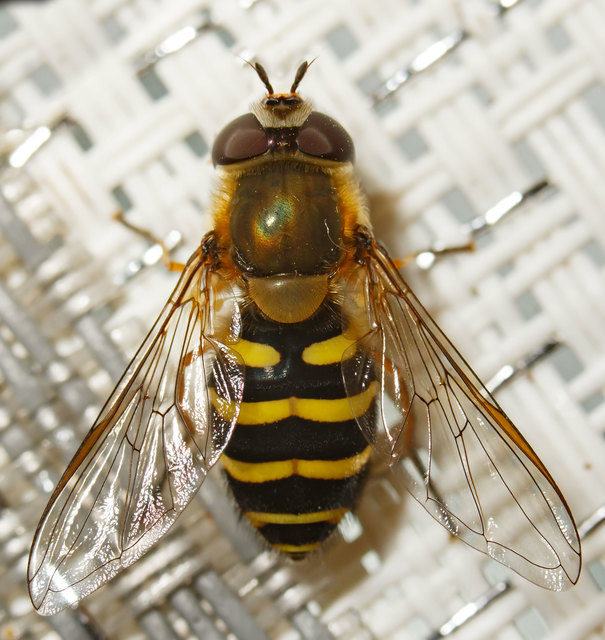 Syrphus torvus - nagy kertizengőlégy