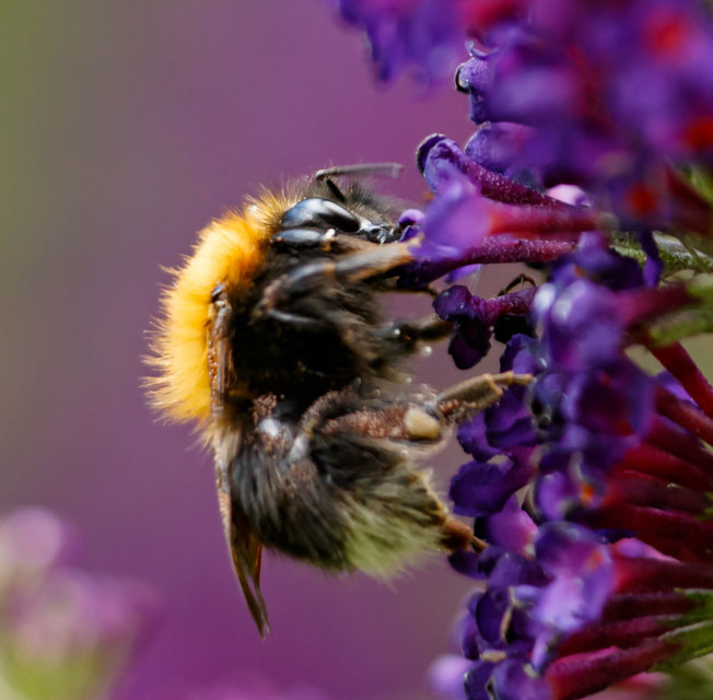 Bombus hypnorum - mohás poszméh