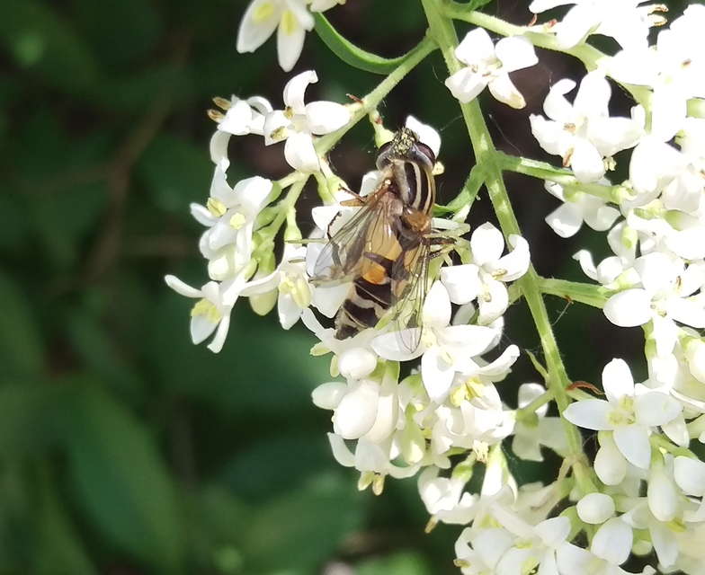 Helophilus trivittatus - nagy mocsárilégy