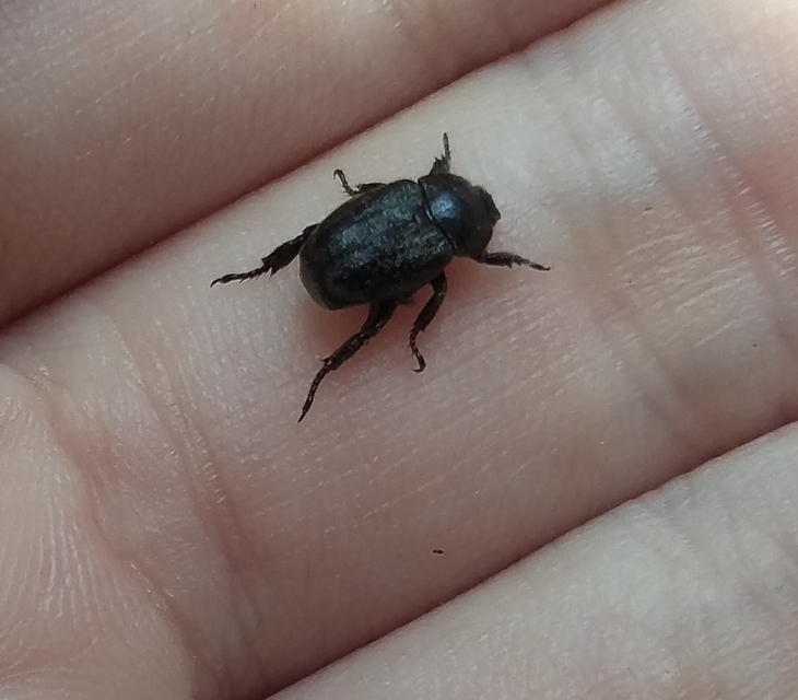 Hoplia hungarica - homoki virágcserebogár