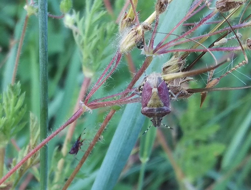 Dolycoris baccarum - közönséges bogyómászó-poloska