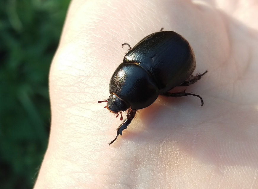 Pentodon idiota - butabogár