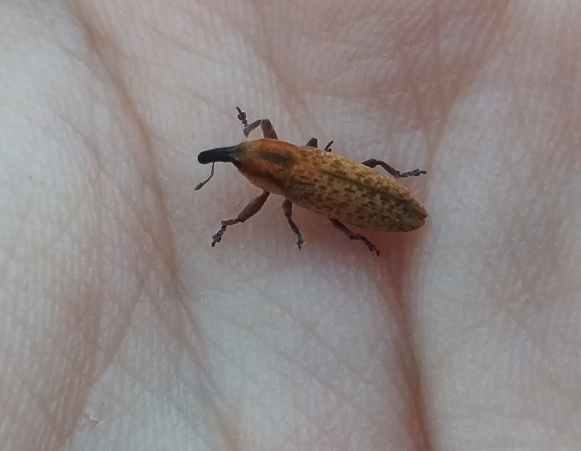 Lixus brevipes - vaskosorrú dudvabarkó