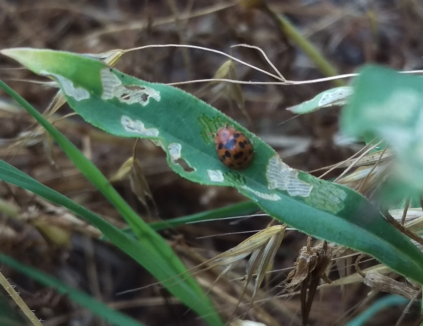 Subcoccinella vigintiquatuorpunctata - lucernaböde