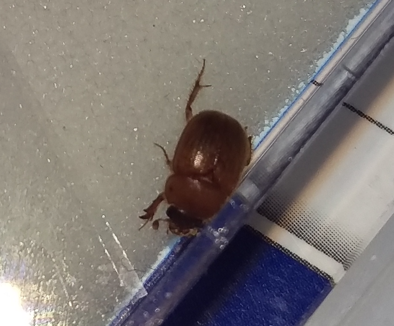 Ochodaeus chrysomeloides - alkonyati homoktúróbogár Ochodaeus chrysomeloides - alkonyati homoktúróbogár