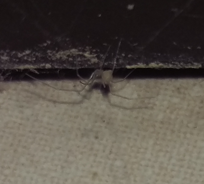 Pholcidae - álkaszáspókok
