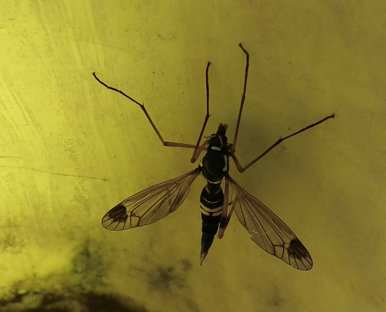 Ctenophora festiva