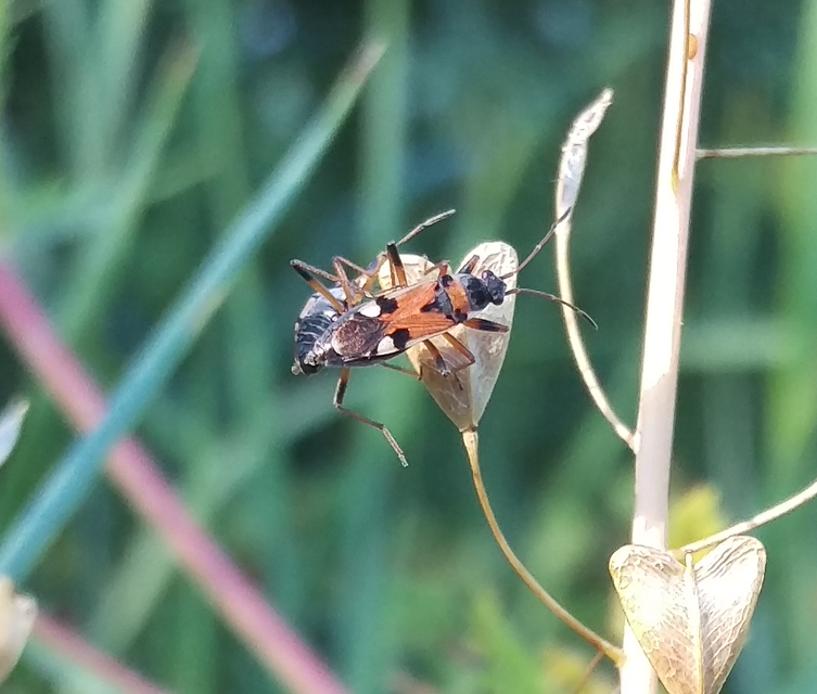 Beosus quadripunctatus - pettyes homokibodobács